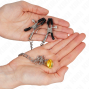 KINK - PINCES À TÉLÉTON CHAÎNE AVEC PENDENTIF CORNE 30 CM