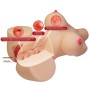 CRAZY BULL - EMMA TORSO FEMMINILE REALISTICO VAGINA E ANALE 4,8 KG
