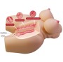 CRAZY BULL - GRACE REALISTISCHER WEIBLICHER TORSO VAGINA UND ANAL 7,5 KG